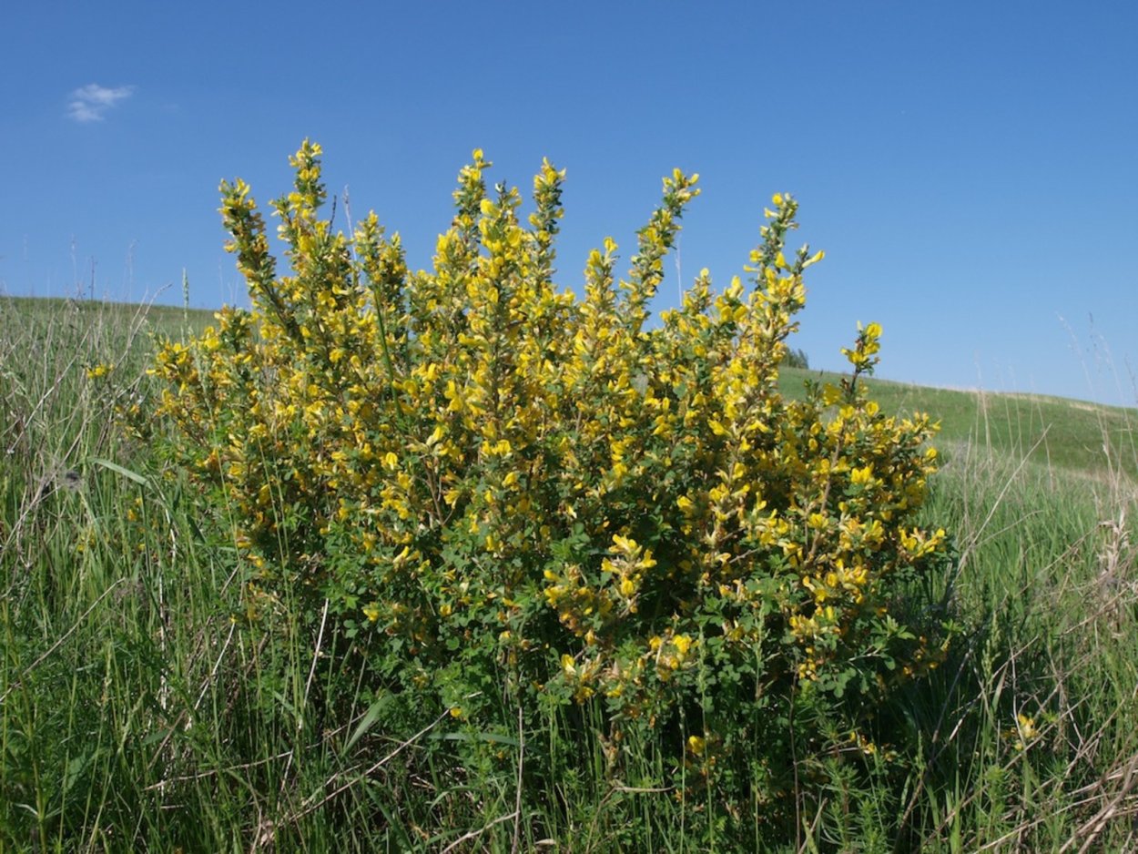 Карагана кустарниковая