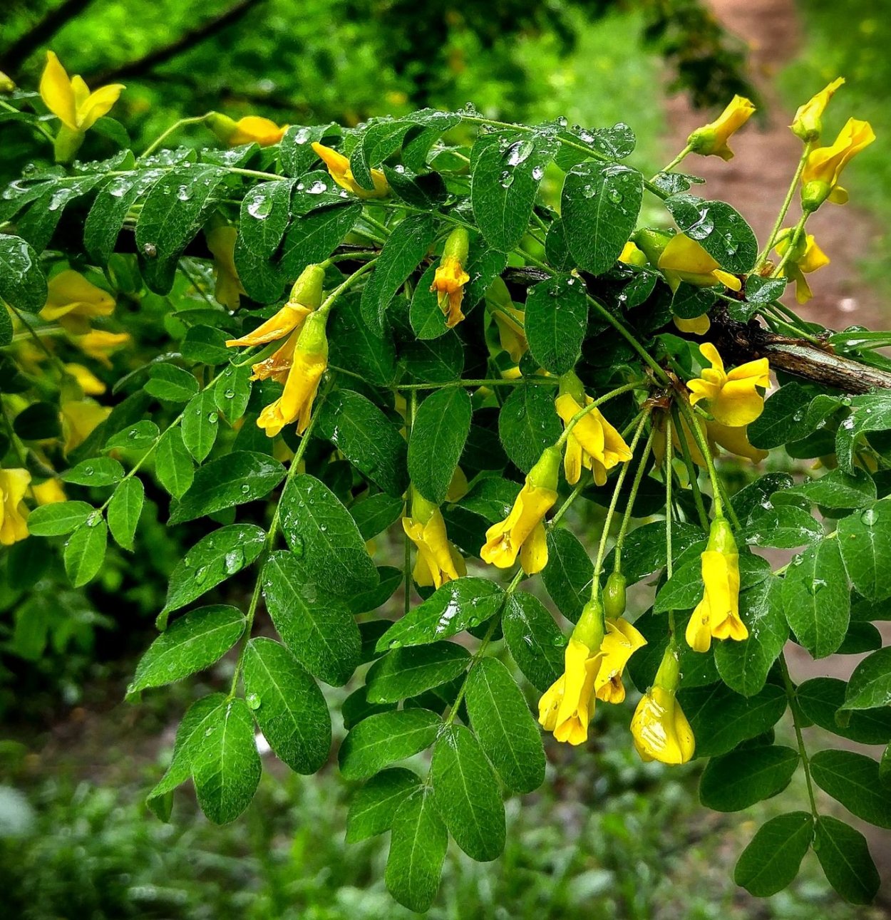 Сухоцветы Эстетика гипсофила