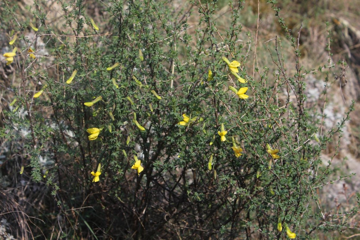 Карагана мелколистная