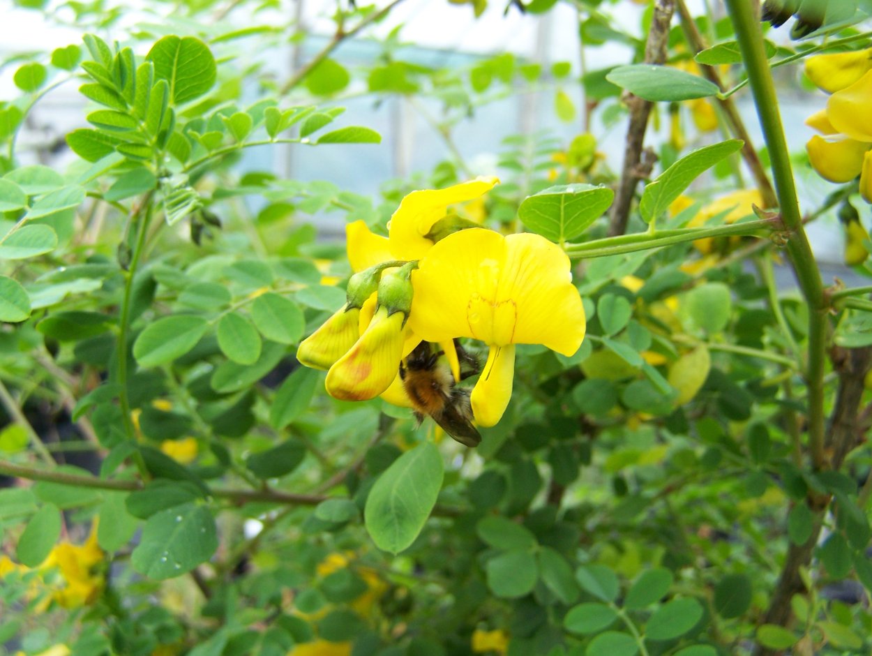 Карагана кустарниковая