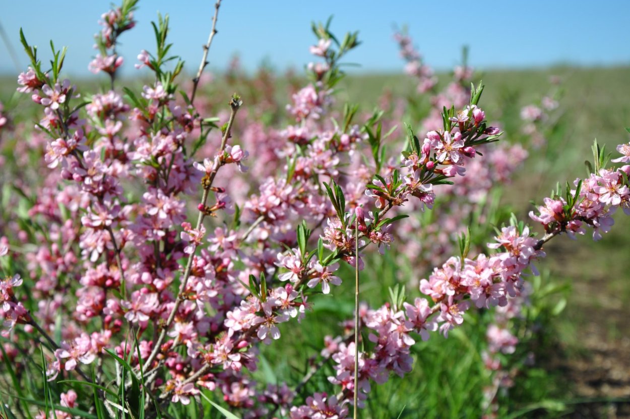 Вереск кустарник Лесной