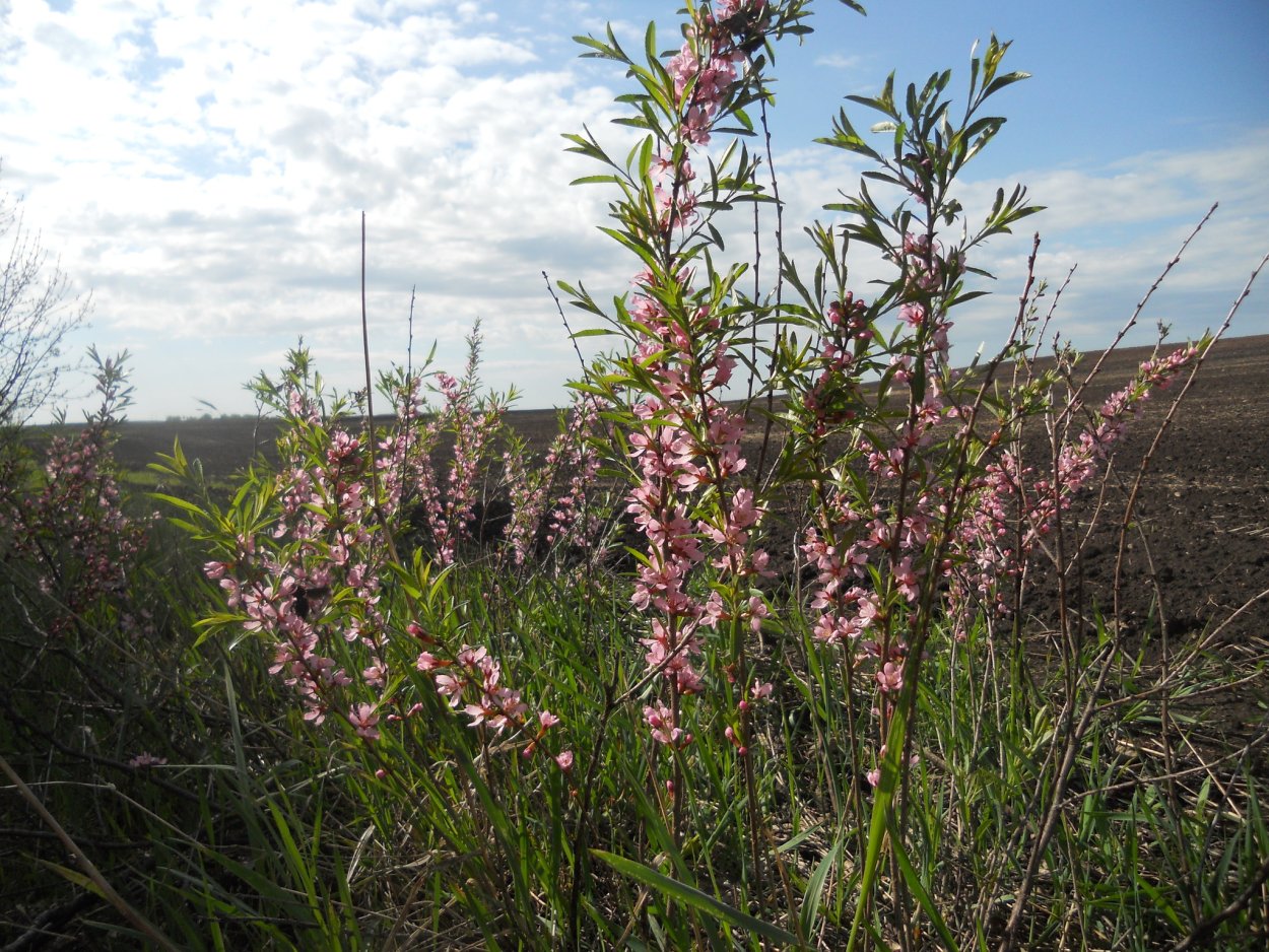 Вербейник монетчатый (Lysimachia nummularia)