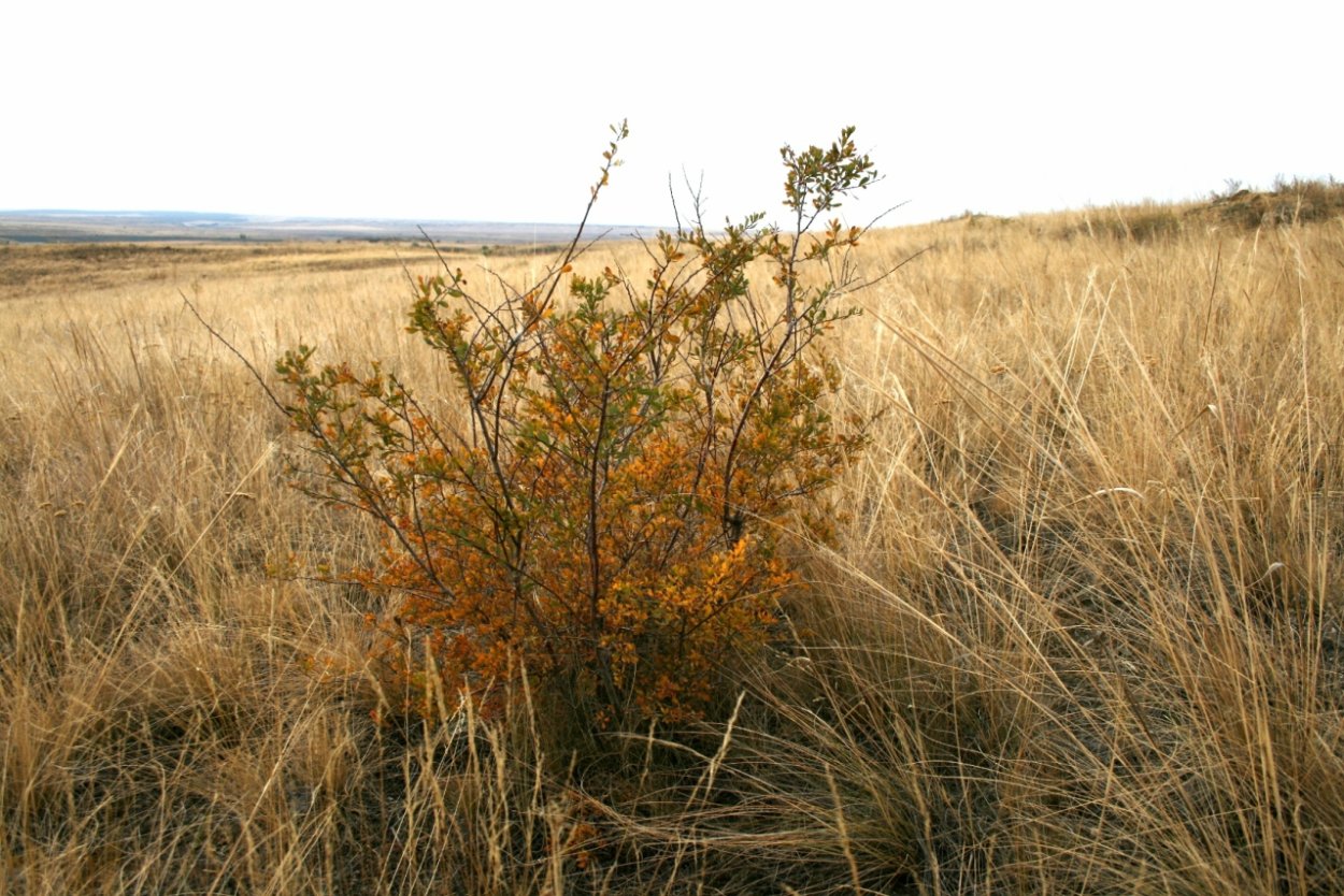 Полевые травы