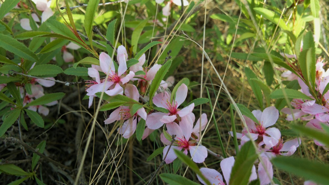 Карагана кустарниковая