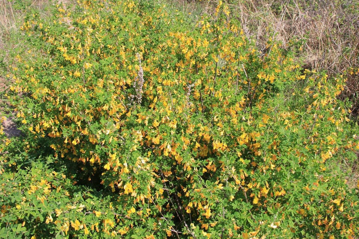 Растения Эстетика