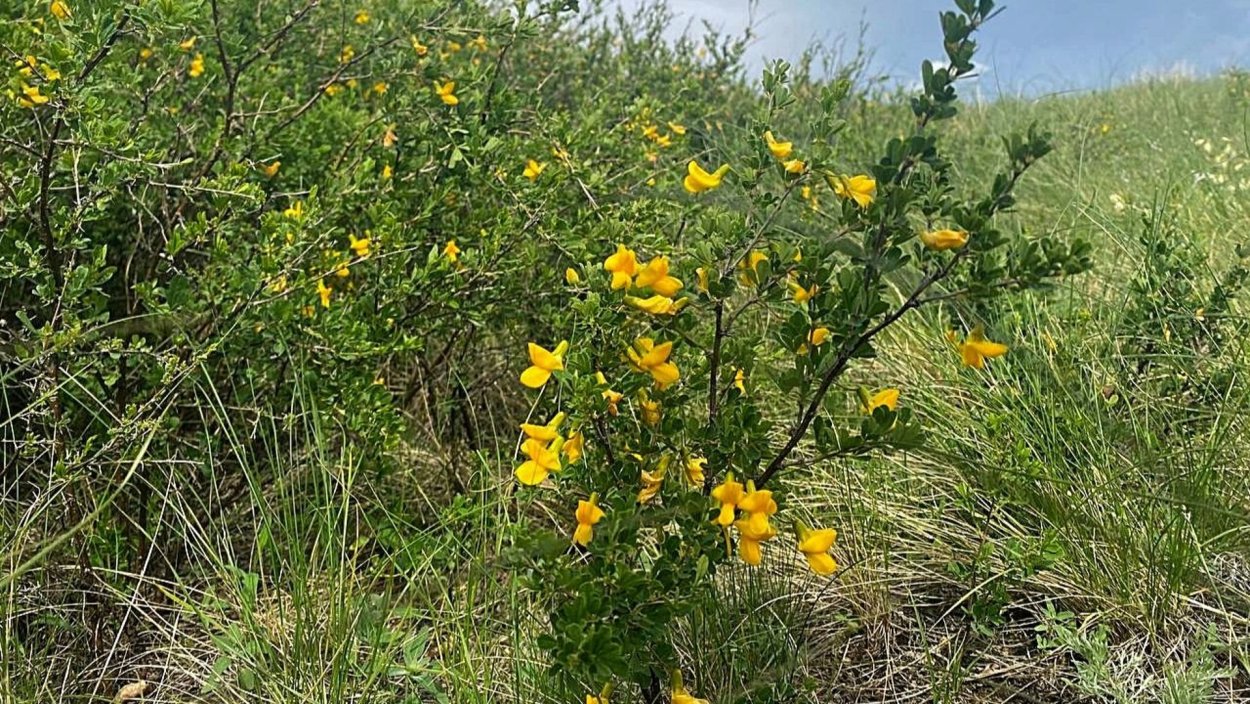 Наклейки Суккуленты