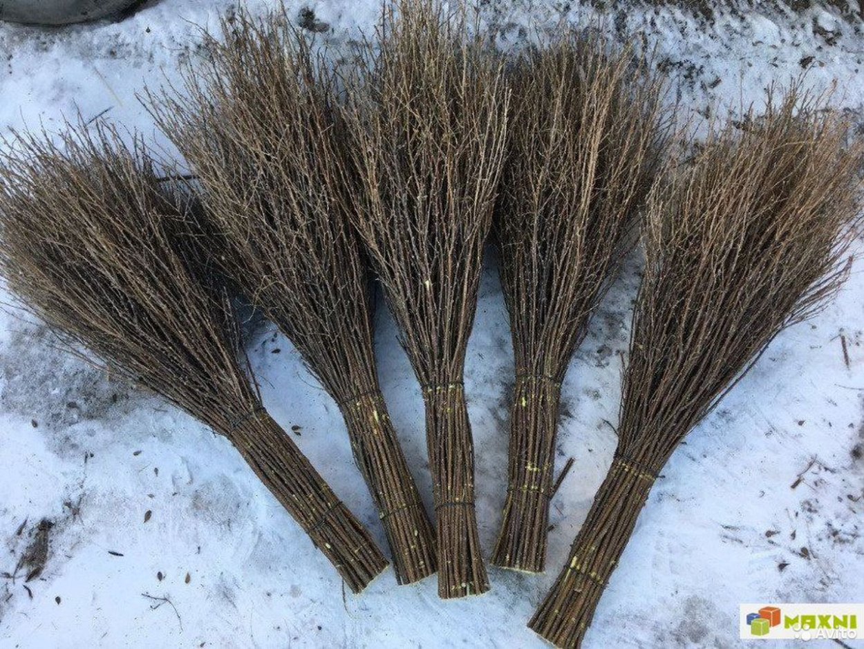 Ракитник Канарский