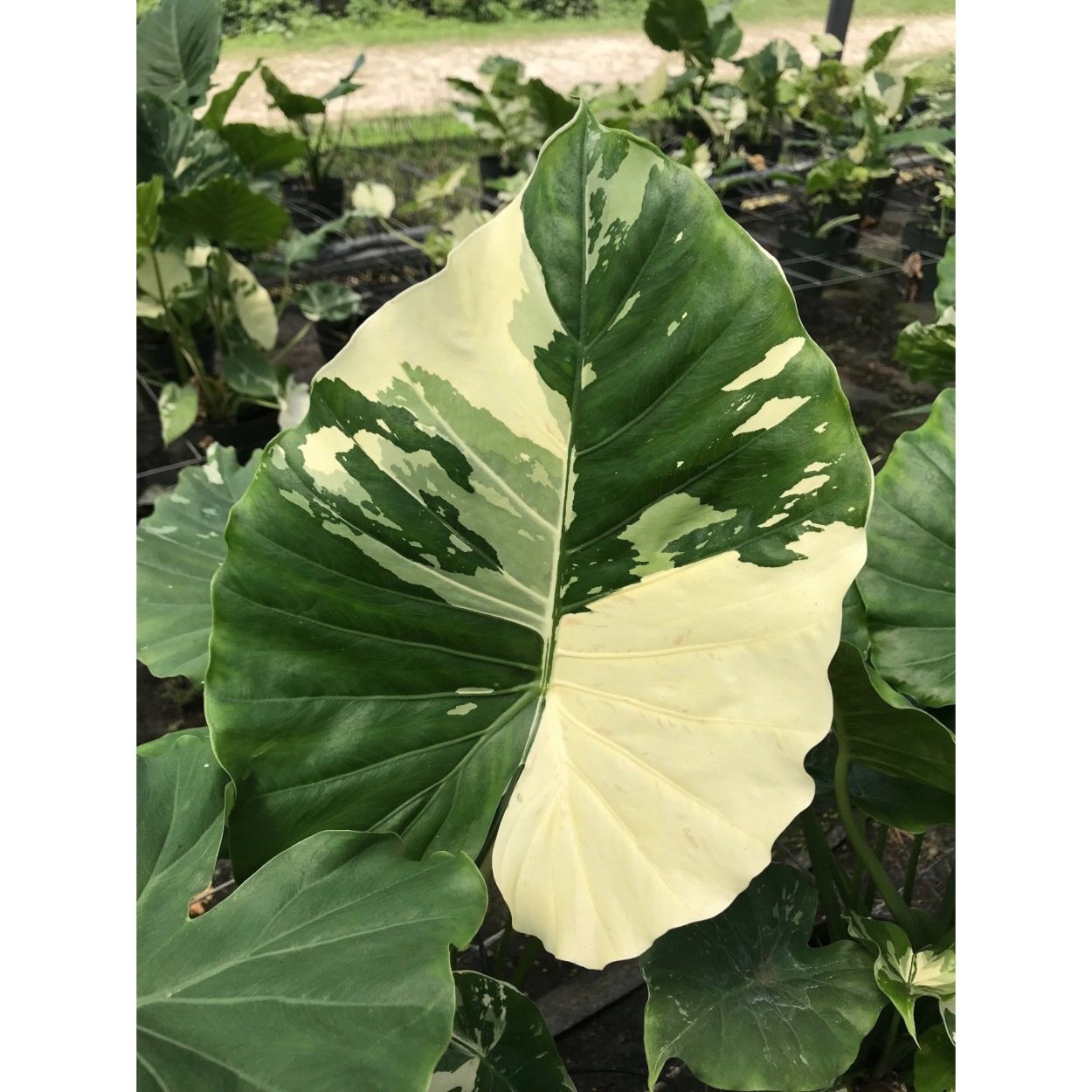 Алоказия Гагеана