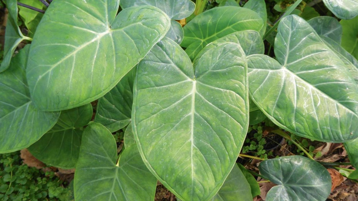 Алоказия Лоу Райдер