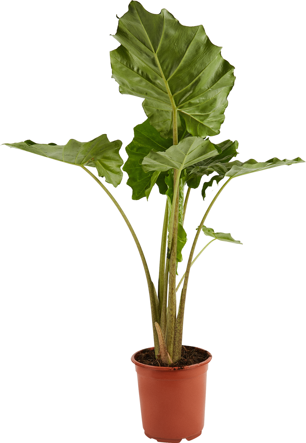 Алоказия Гагеана