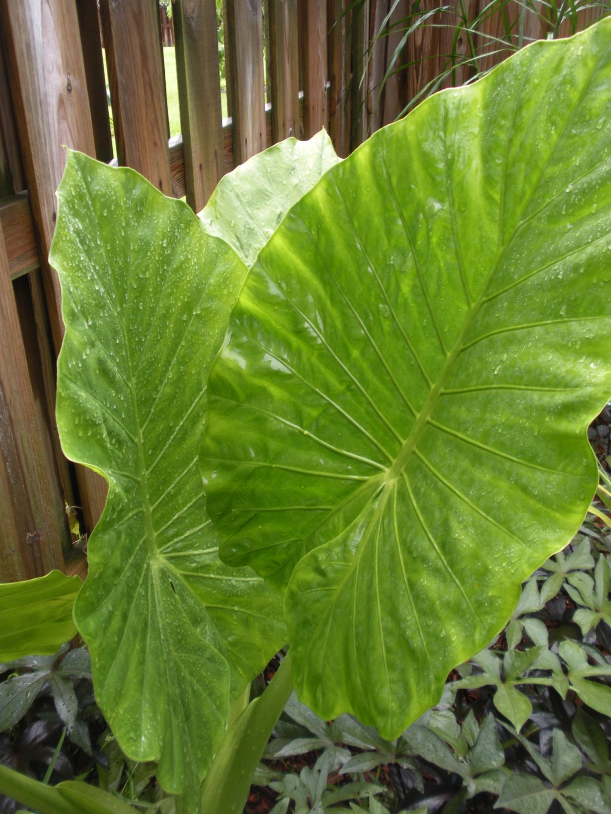 Алоказия Амазонская