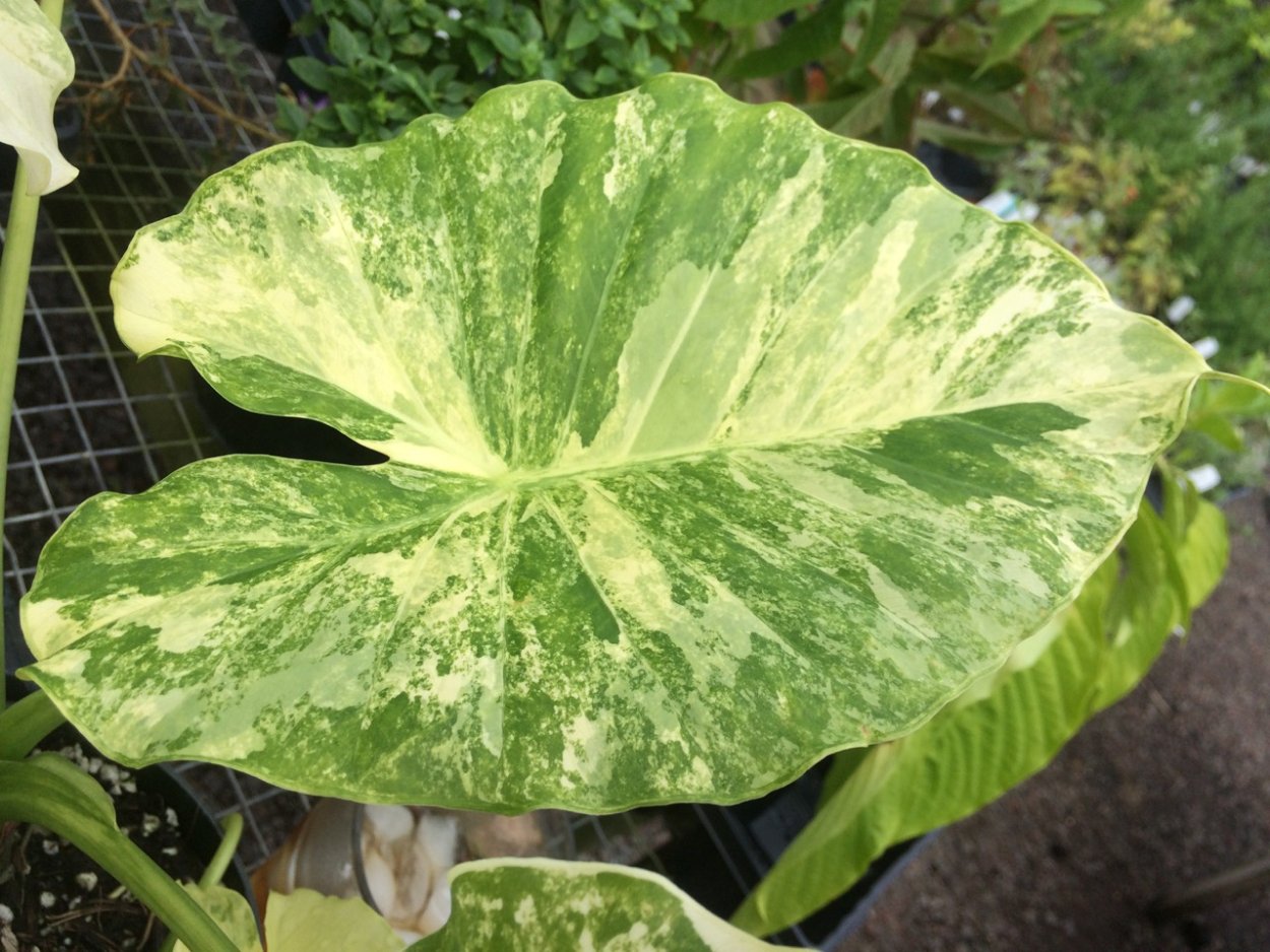 Алоказия Кукулата Вариегата