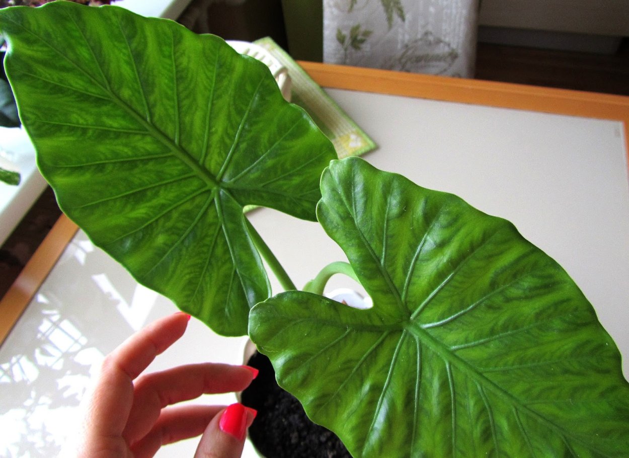 Алоказия Фрайдек