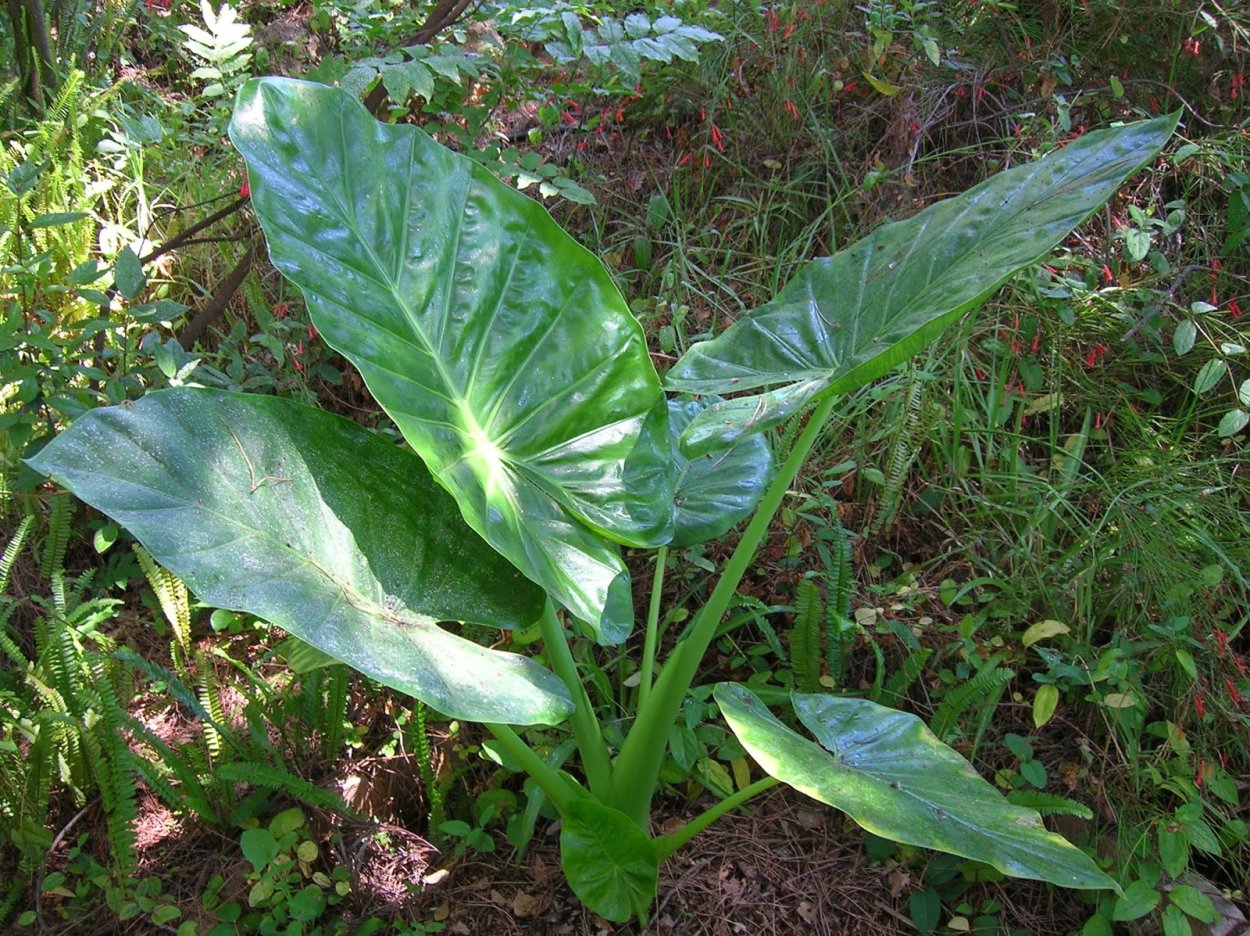 Алоказия Блэк драгон