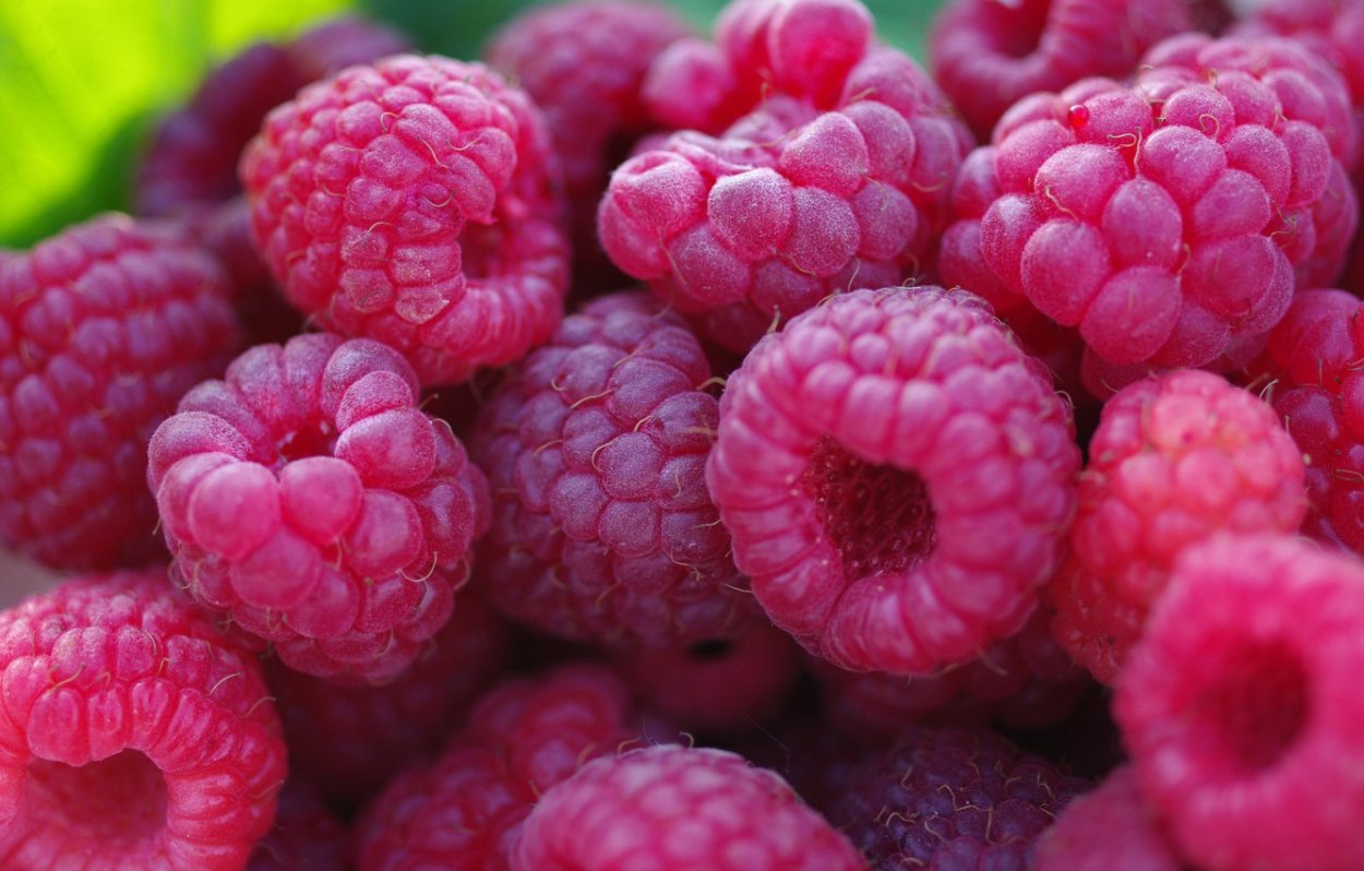 Малина крупная