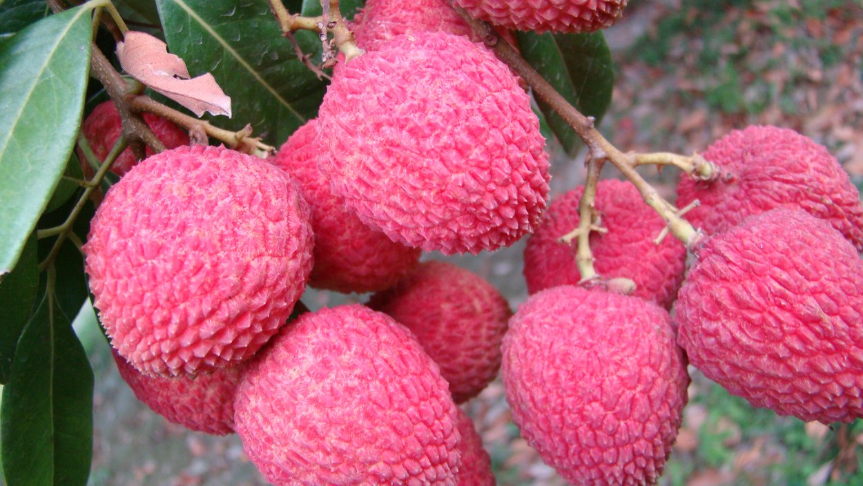 Фрукты и ягоды