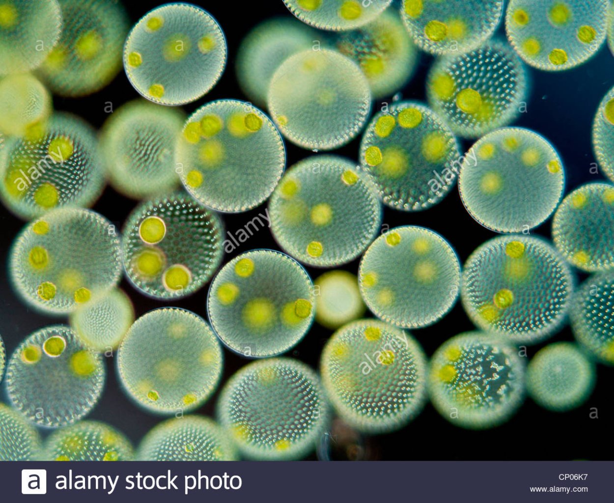 Колониальные водоросли вольвокс