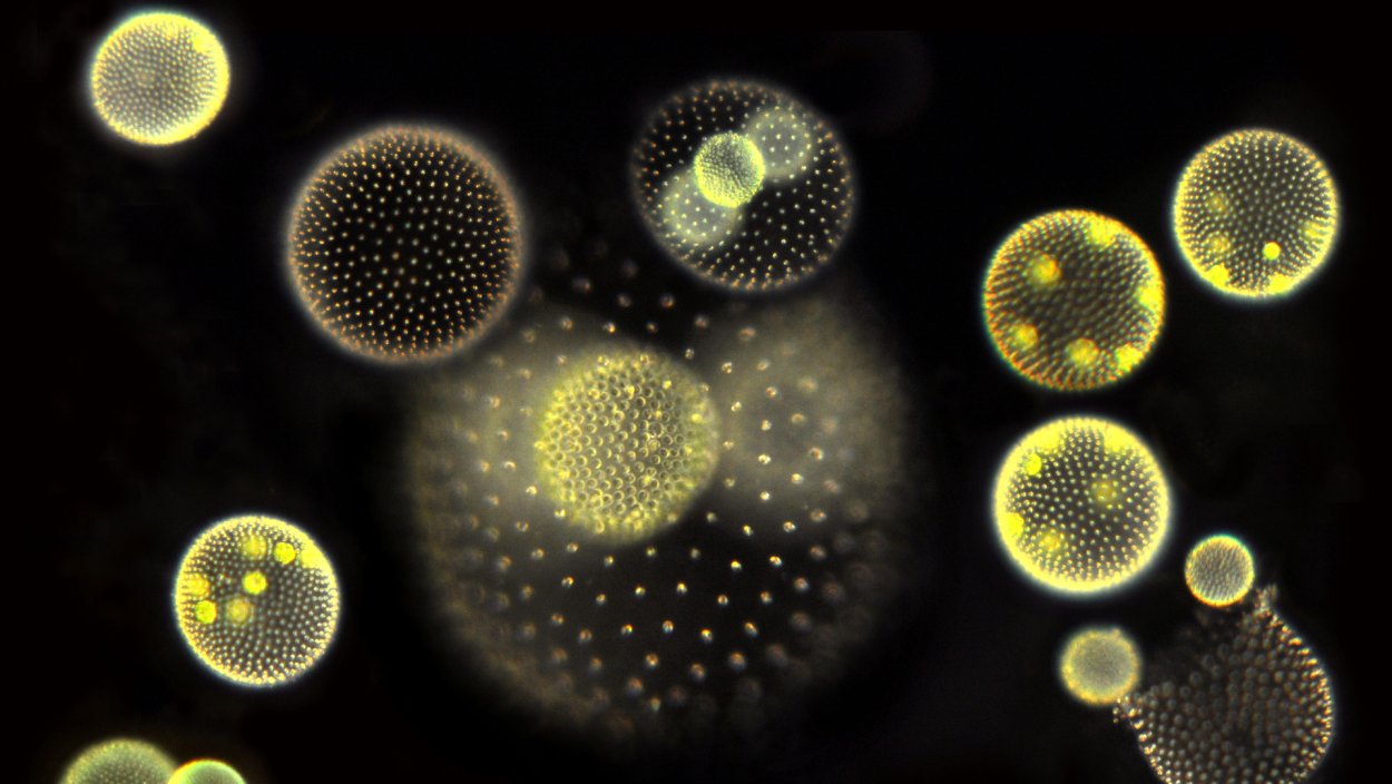 Ценобий вольвокса