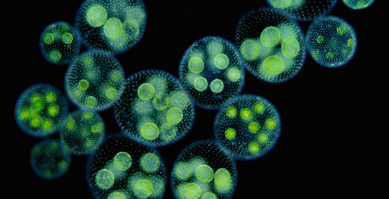 Колония водорослей вольвокс