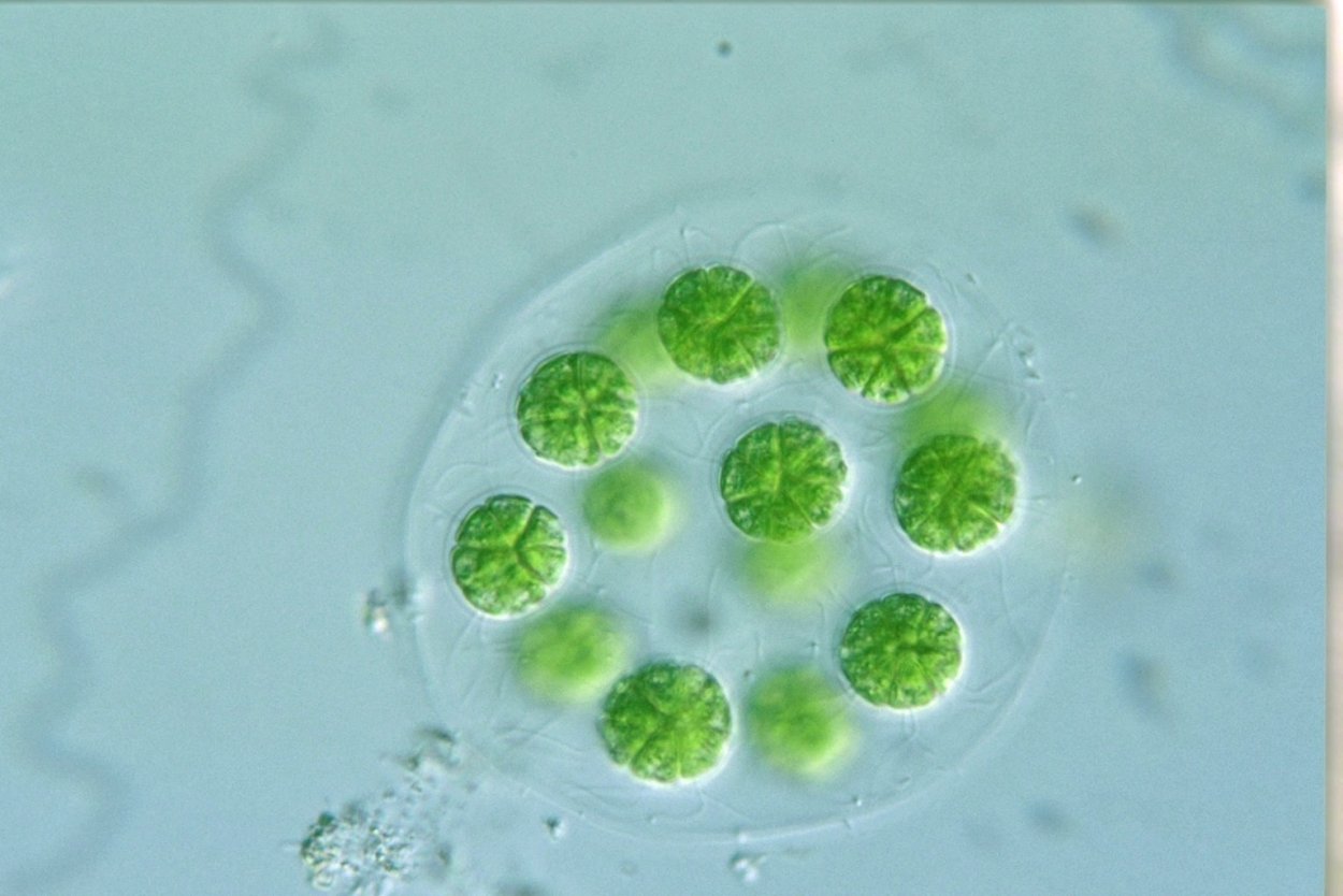 Одноклеточные водоросли вольвокс