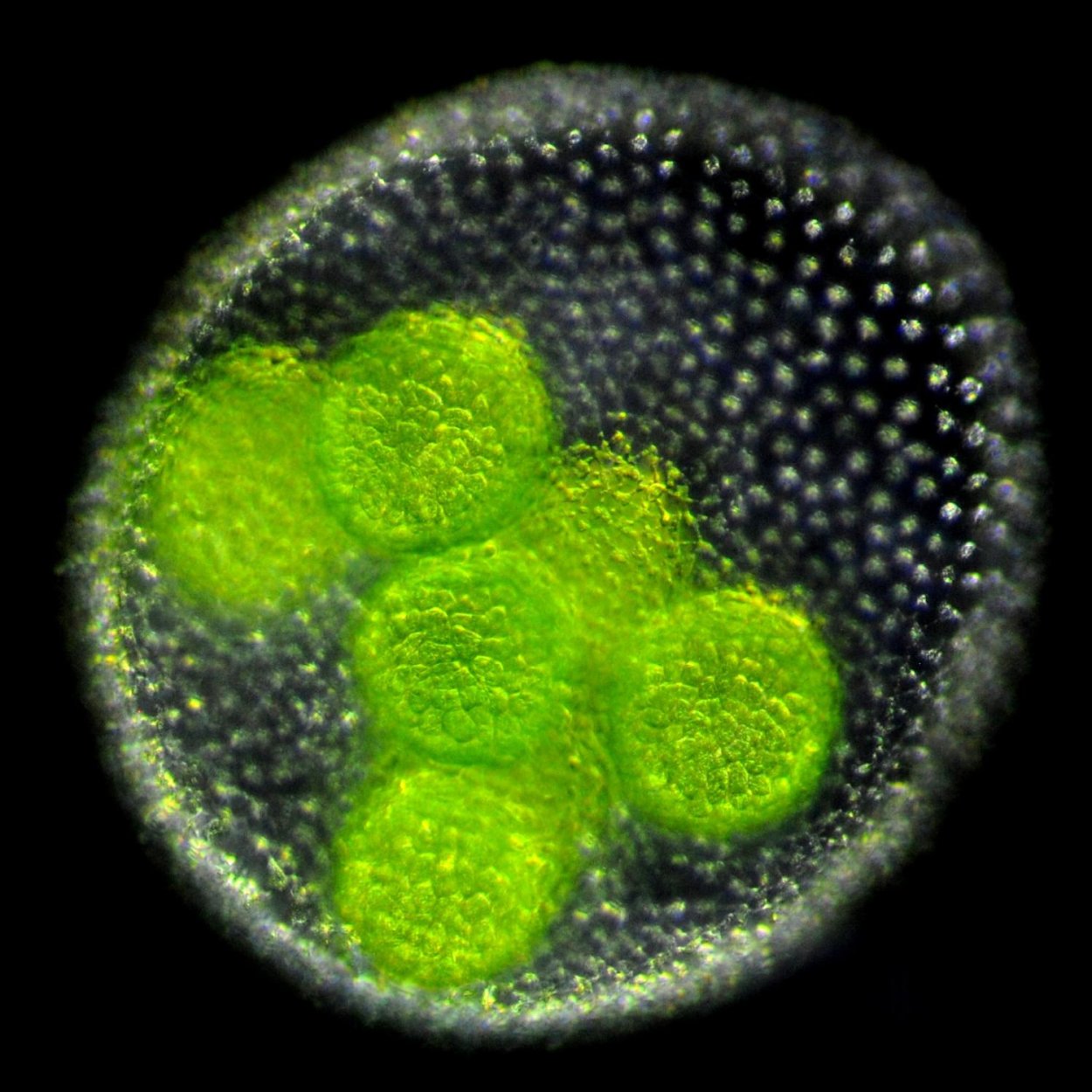 Жизненный цикл вольвокса схема