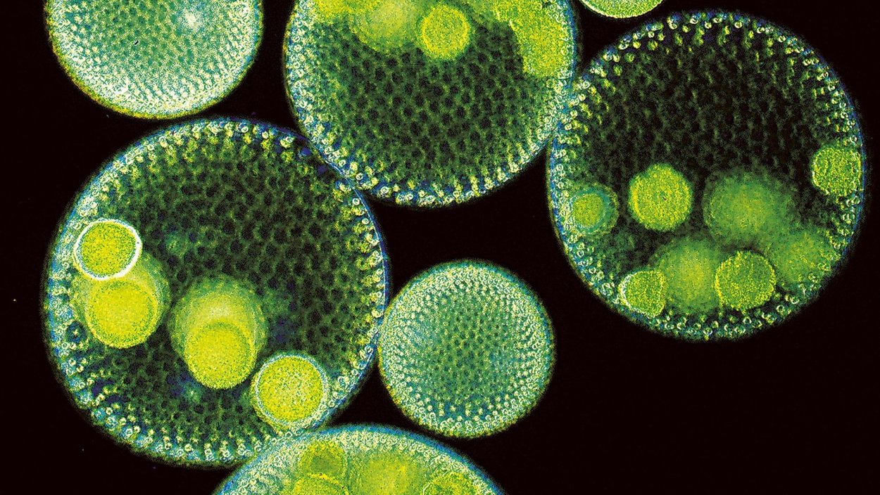 Зеленые водоросли хламидомонада хлорелла