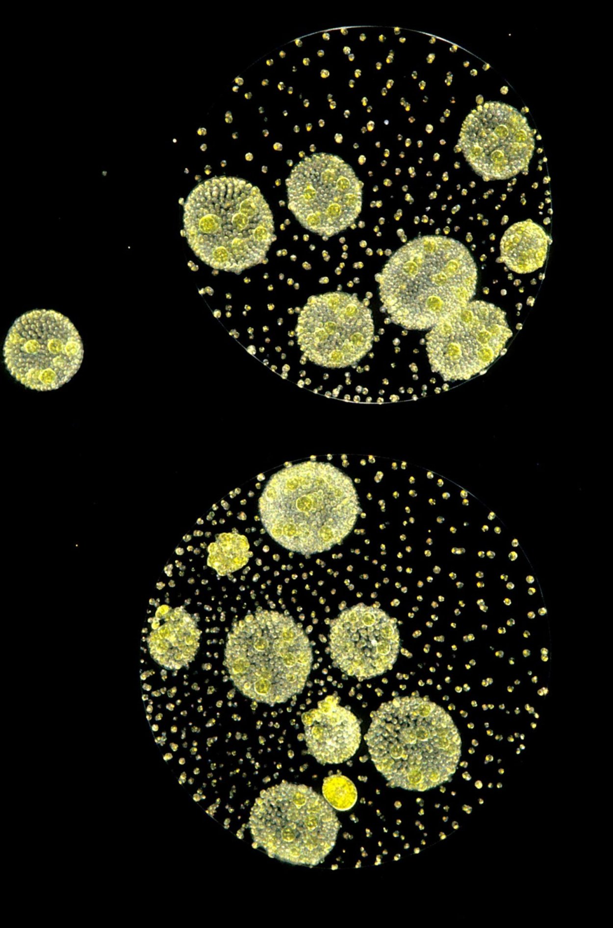 Колониальные водоросли вольвокс