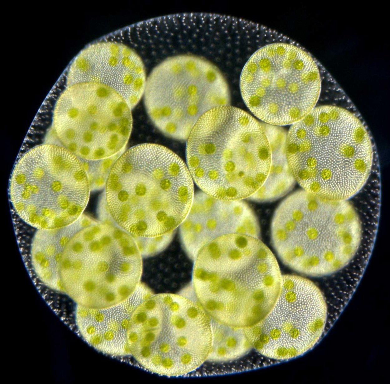 Хлорелла и вольвокс