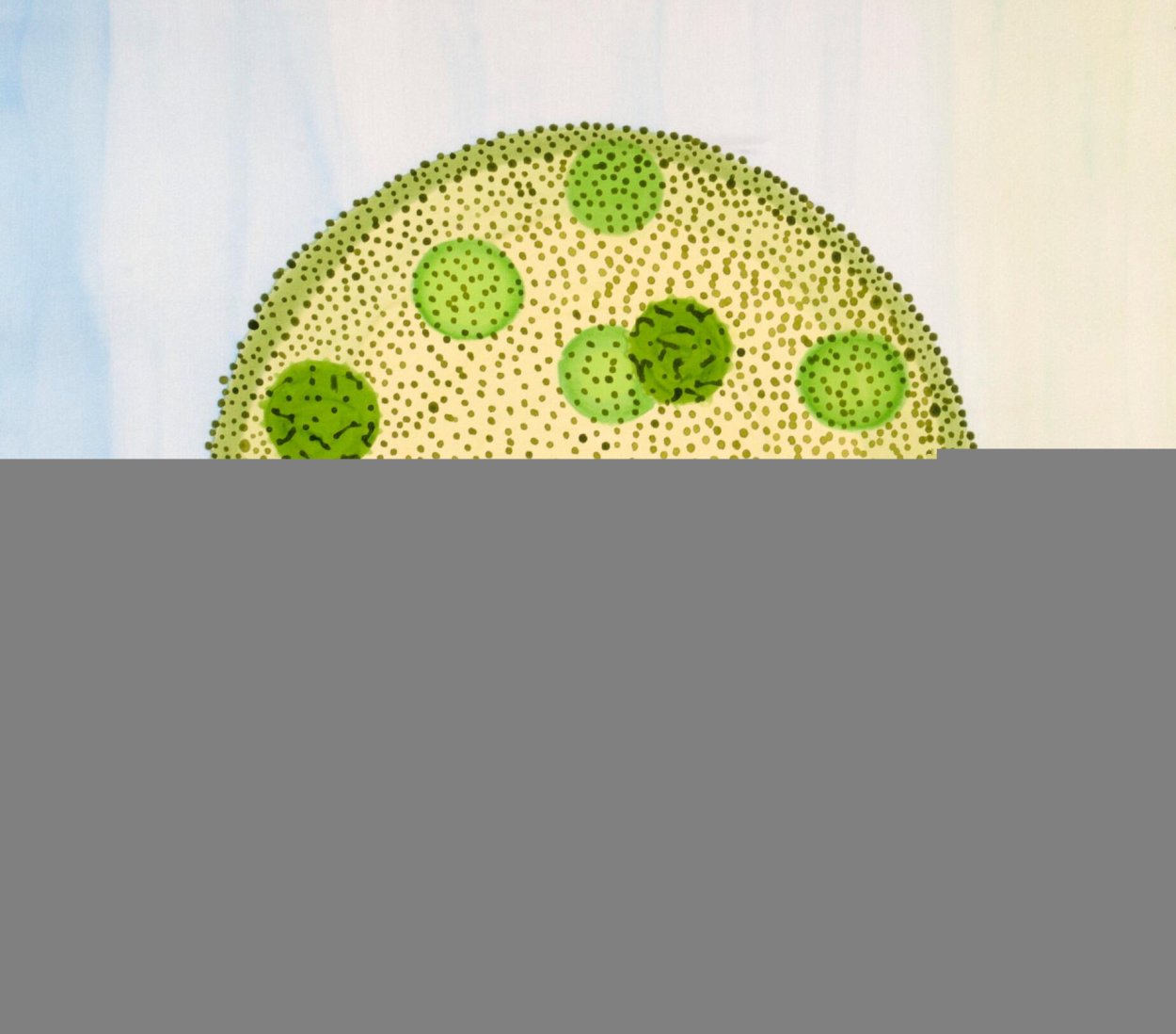 Жизненный цикл вольвокса