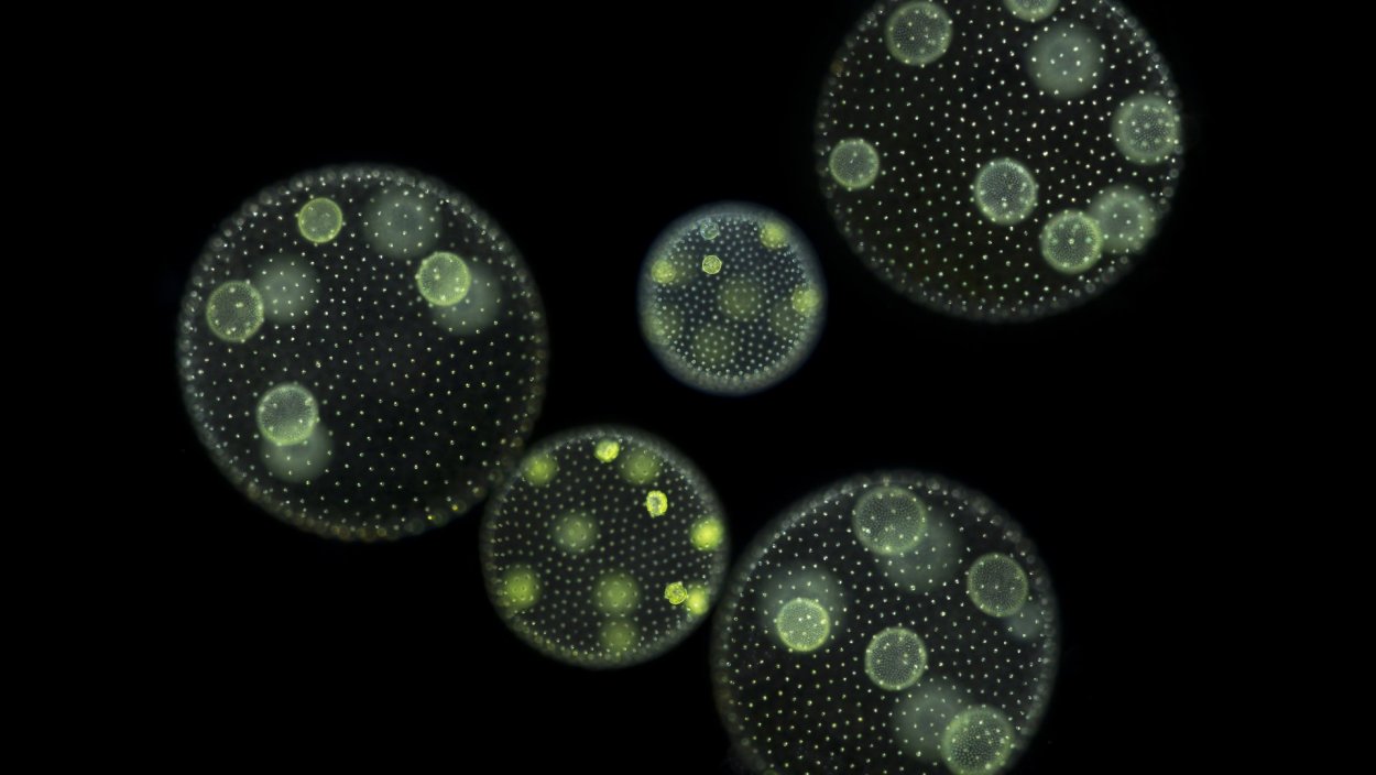 Зеленые водоросли вольвокс