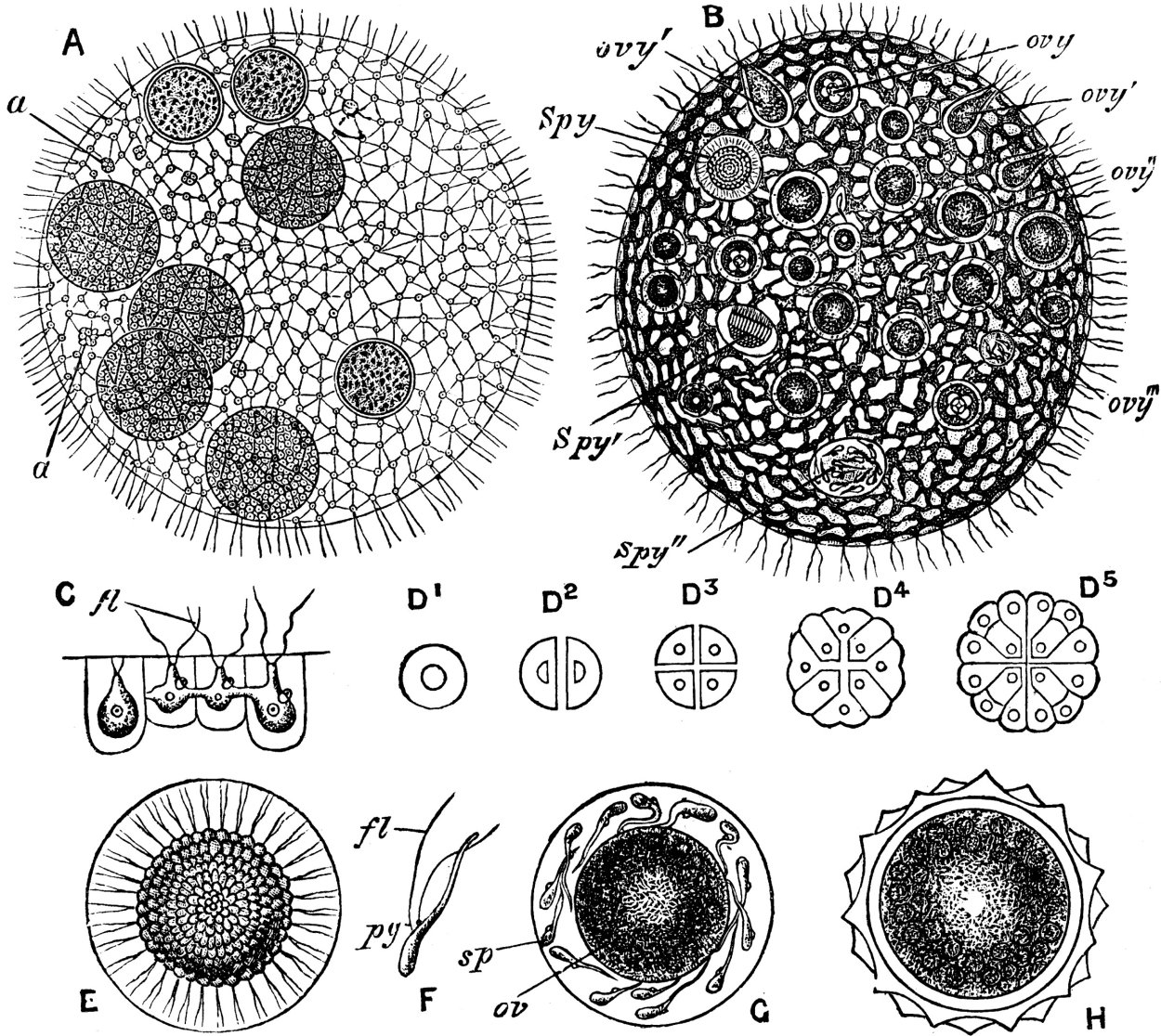 Хламидомонада хлорелла вольвокс
