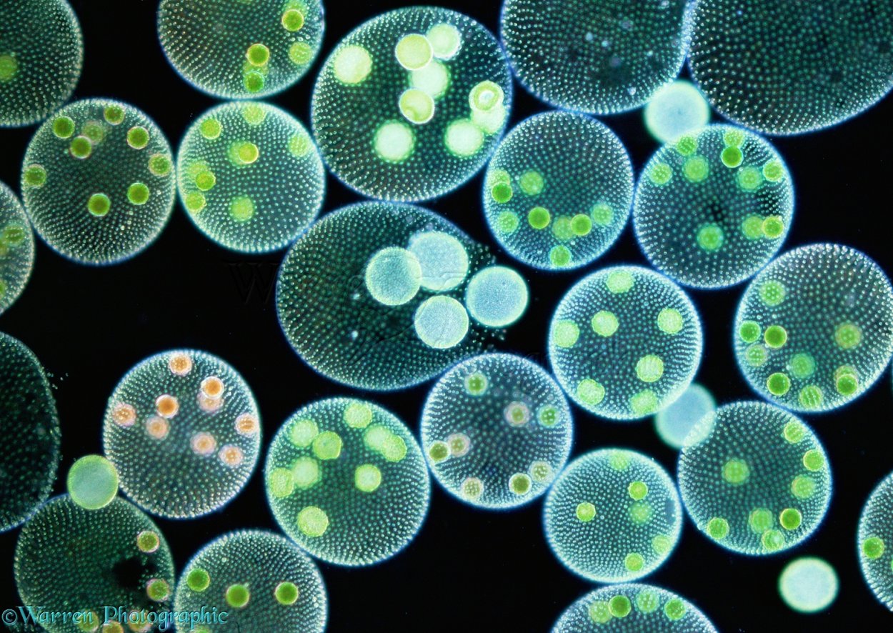 Колониальный вольвокс