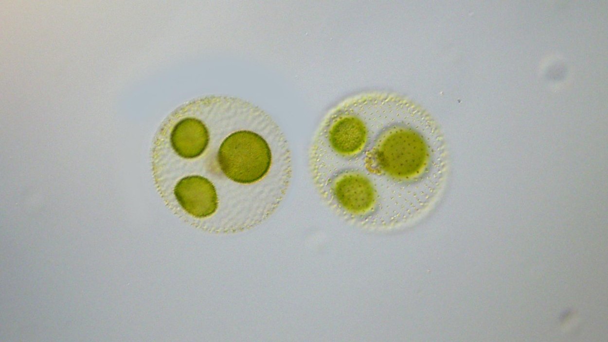 Вольвокс под микроскопом