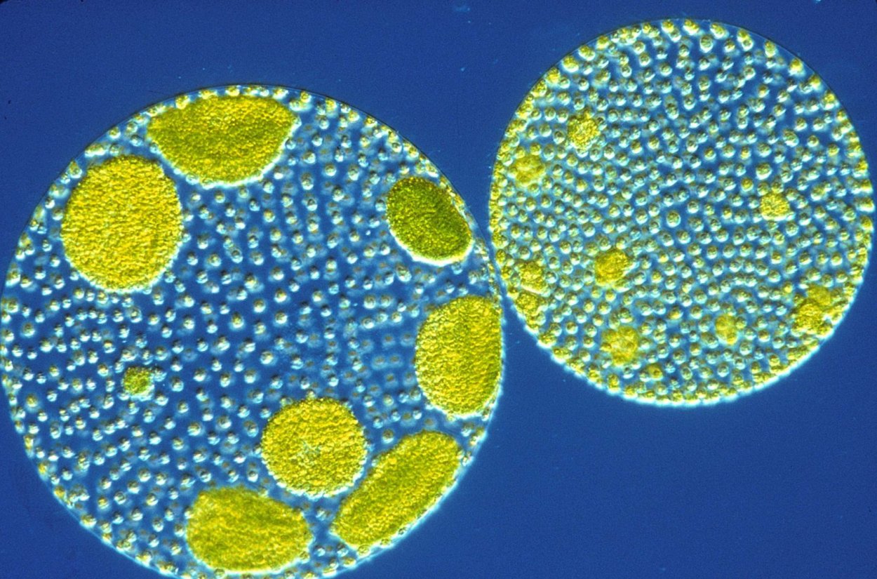 Микроводоросли хлорелла