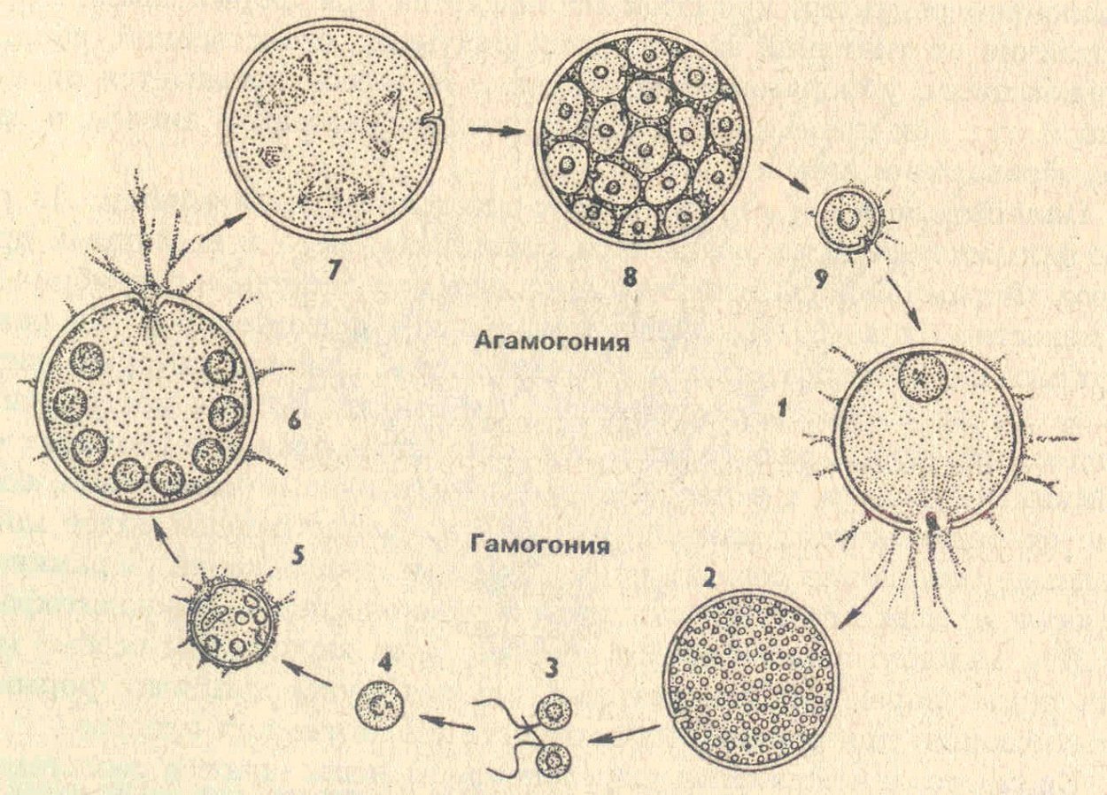 Нитчатая водоросль спирогира
