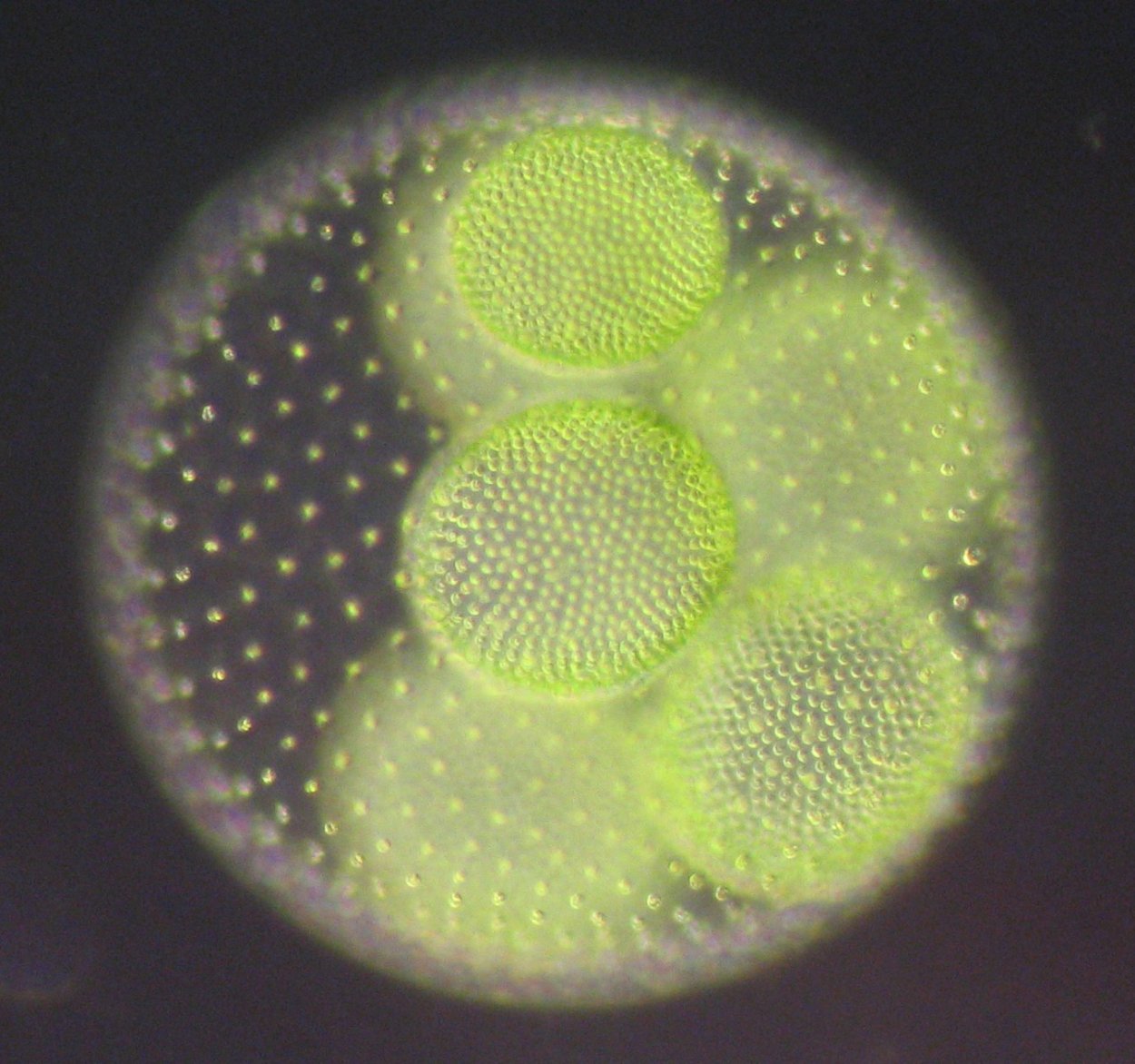 Колониальный вольвокс