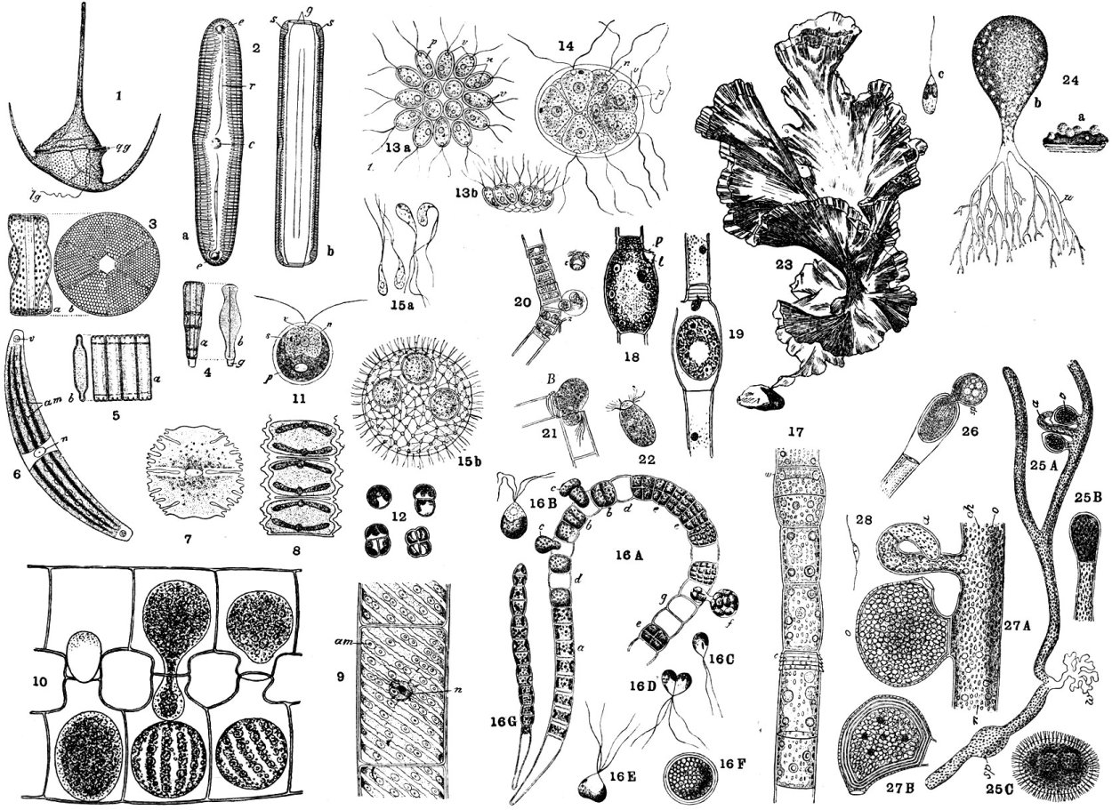 Хлорелла в микроскопе