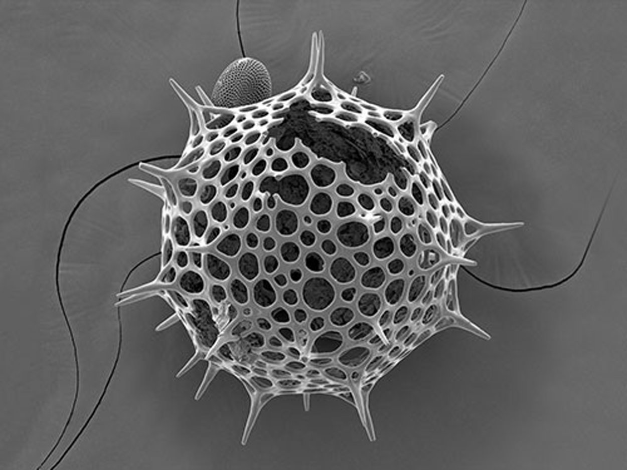 Бактерии и цианобактерии