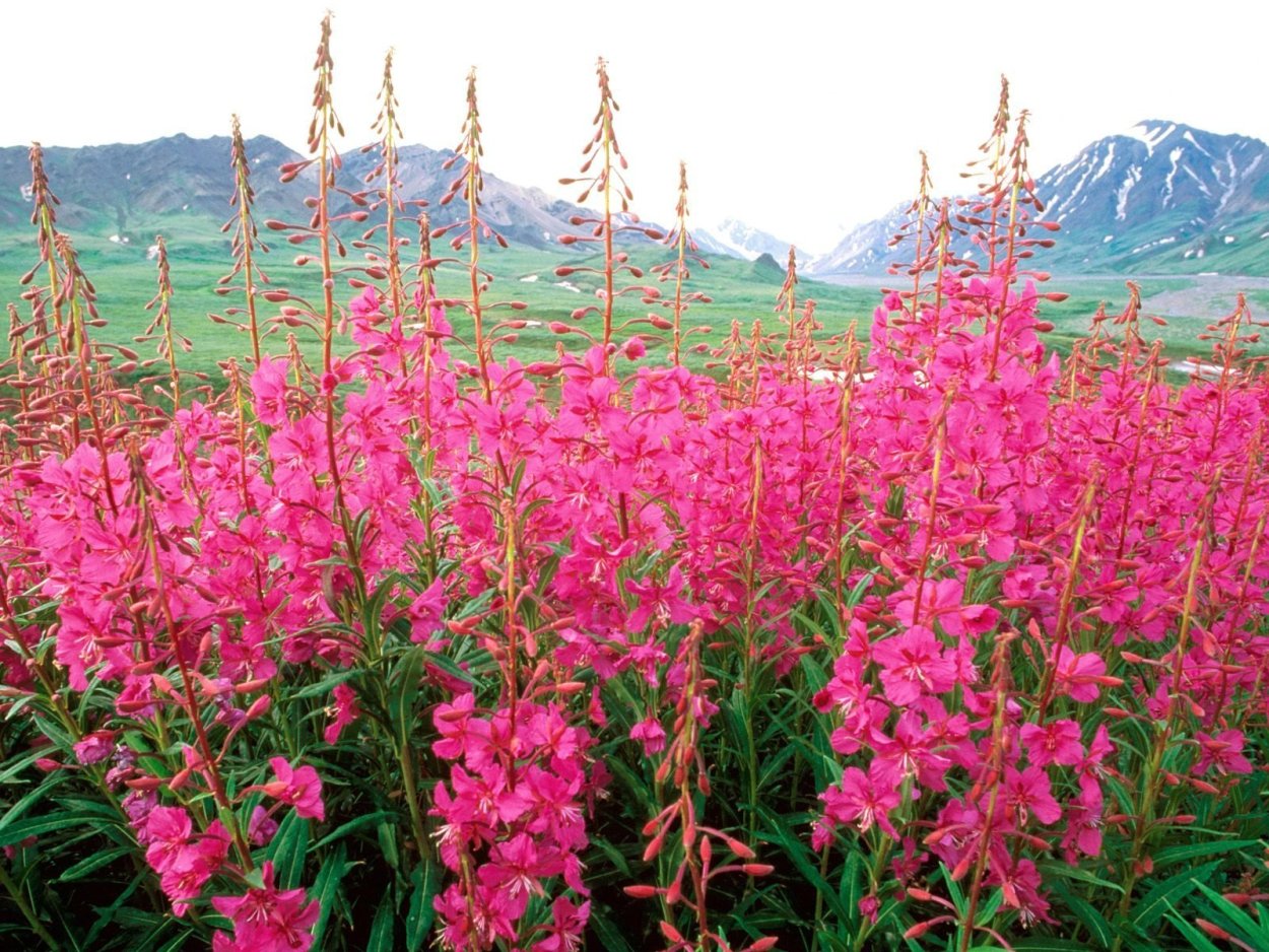 Иван-чай (кипрей)