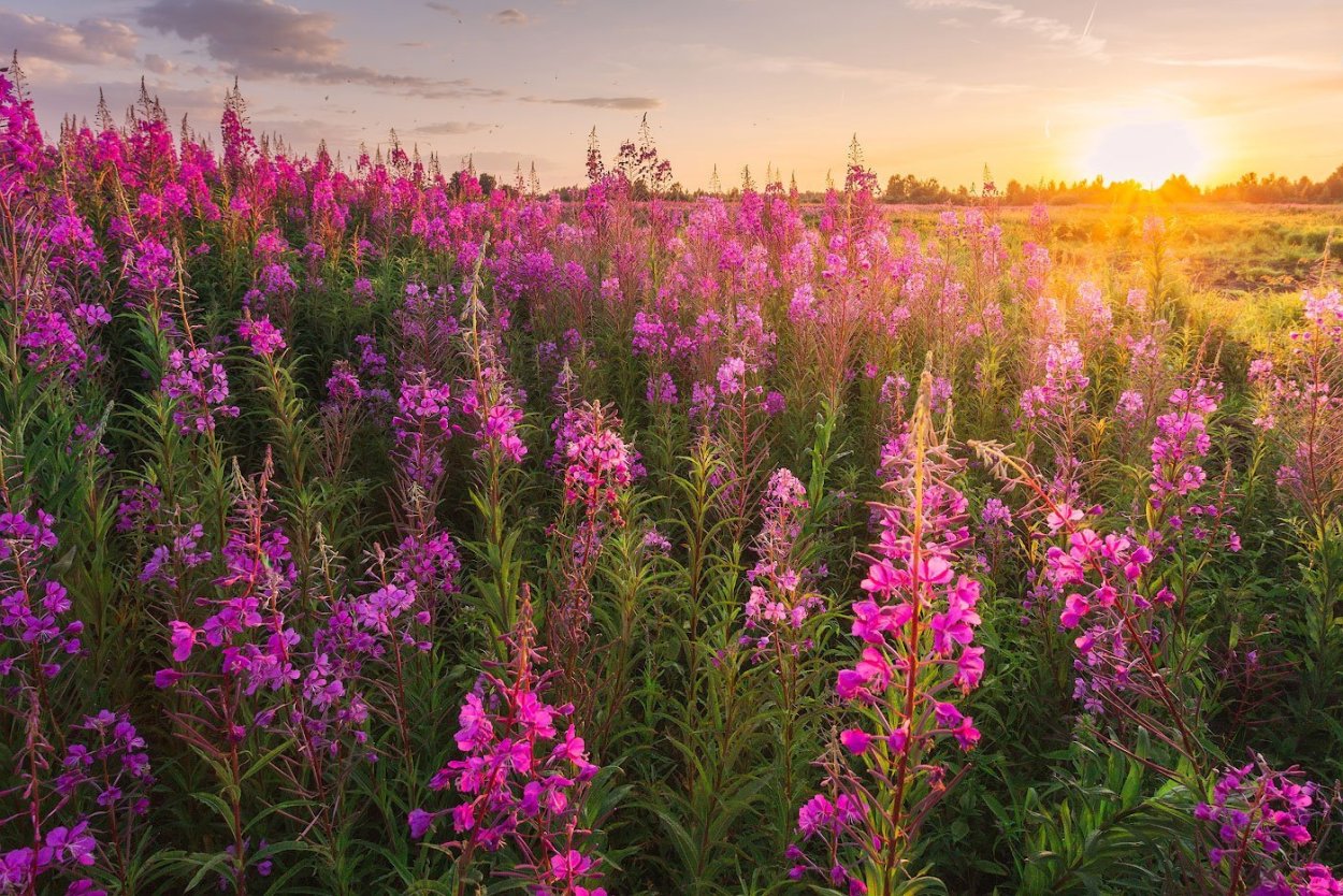 Кипрей Луговой