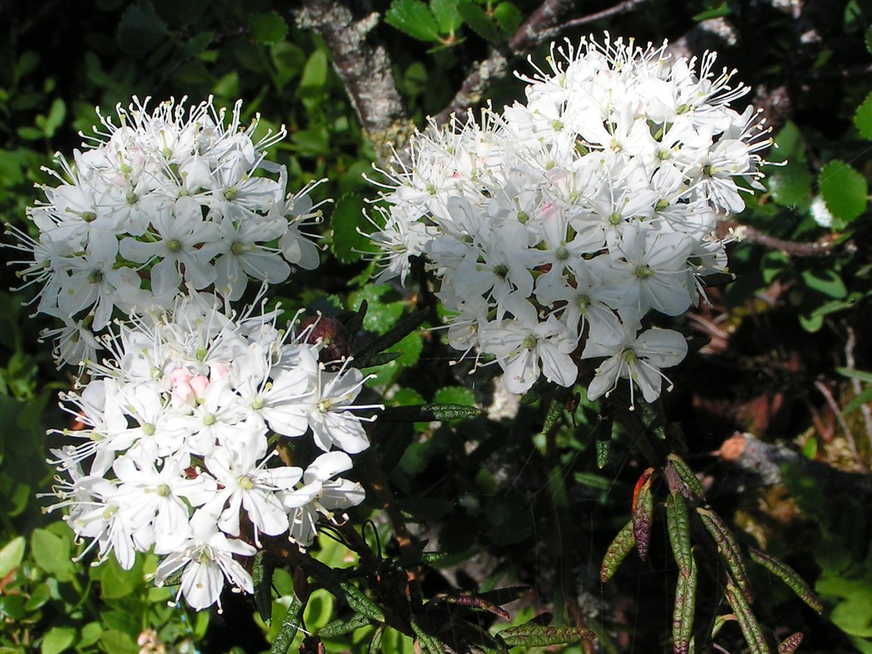 Багульник Ledum gr. Helma