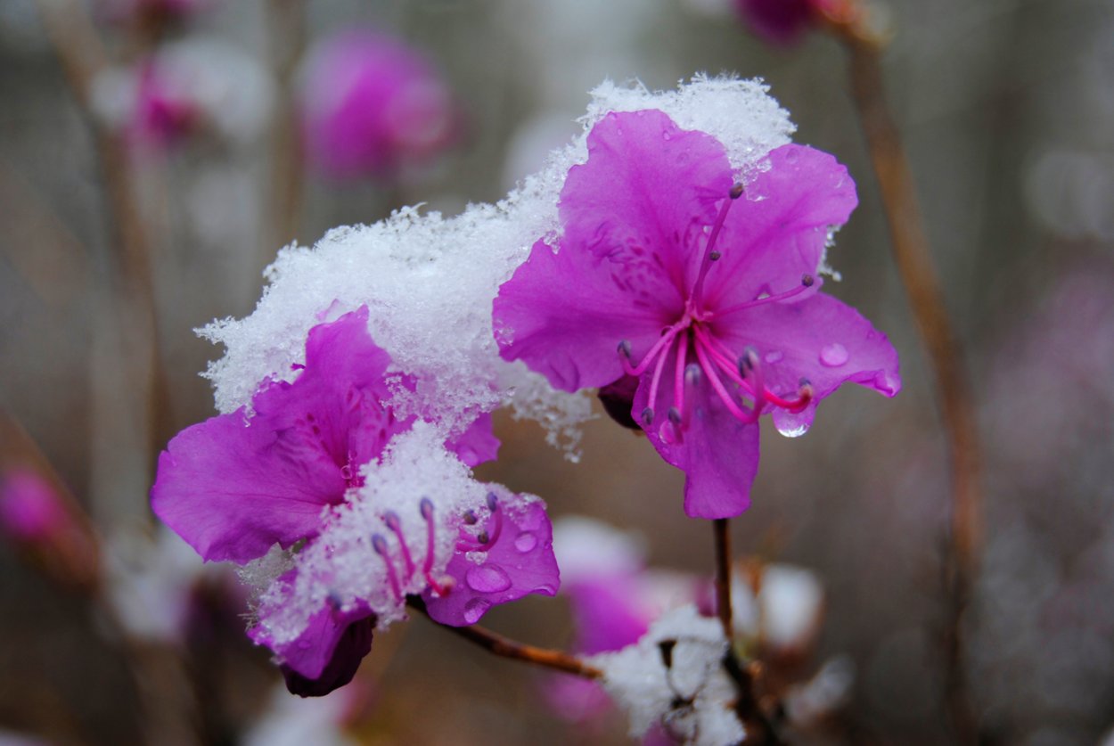 Рододендрон зимой