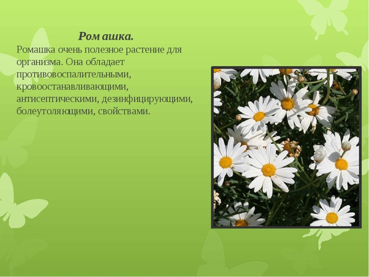 Лекарственные растения Ромашка