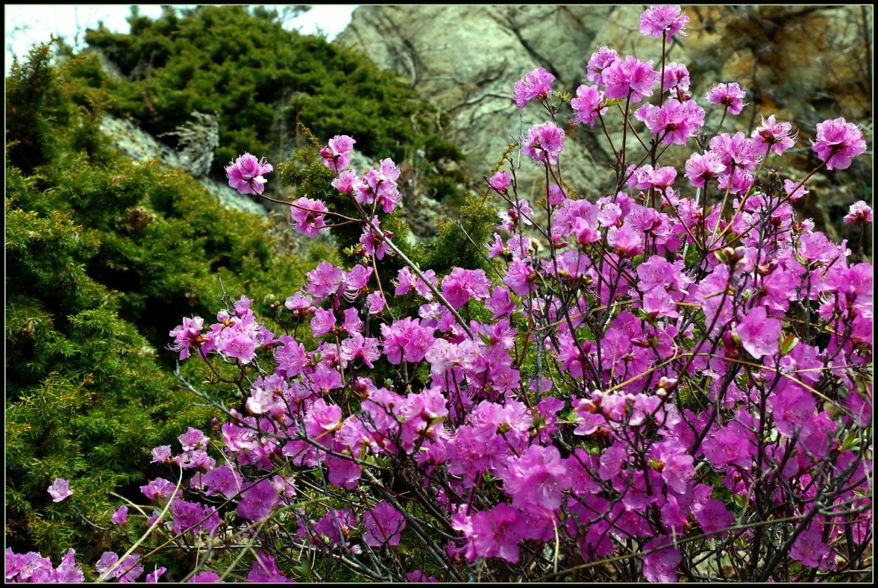 Рододендрон багульник Дальневосточный