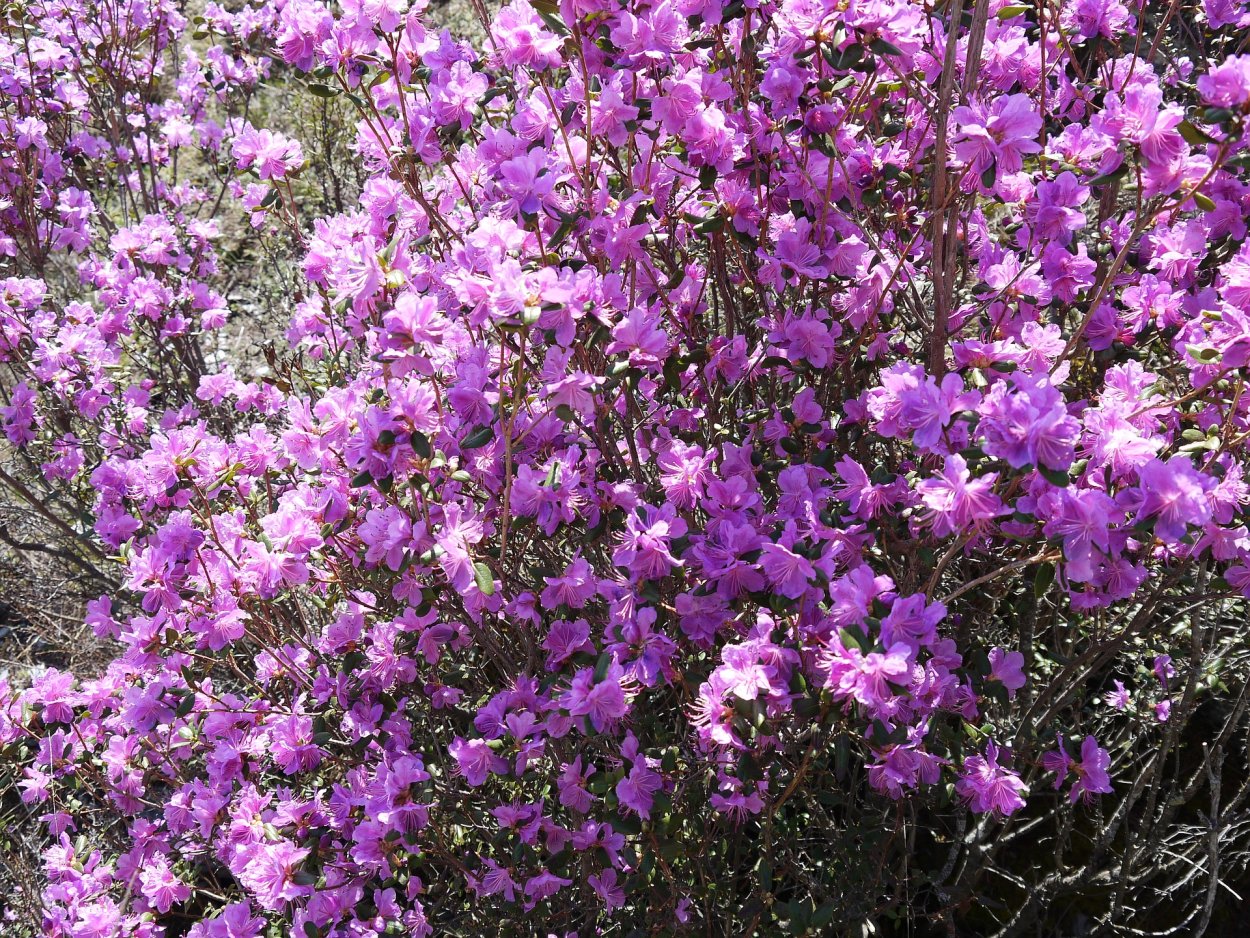 Рододендрон Даурский