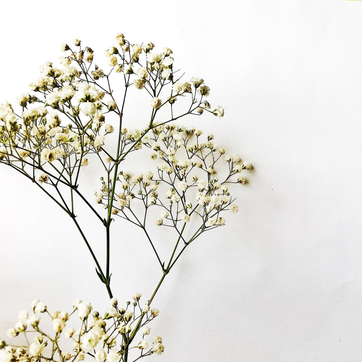 Ботанический атлас Джейн Лаудон