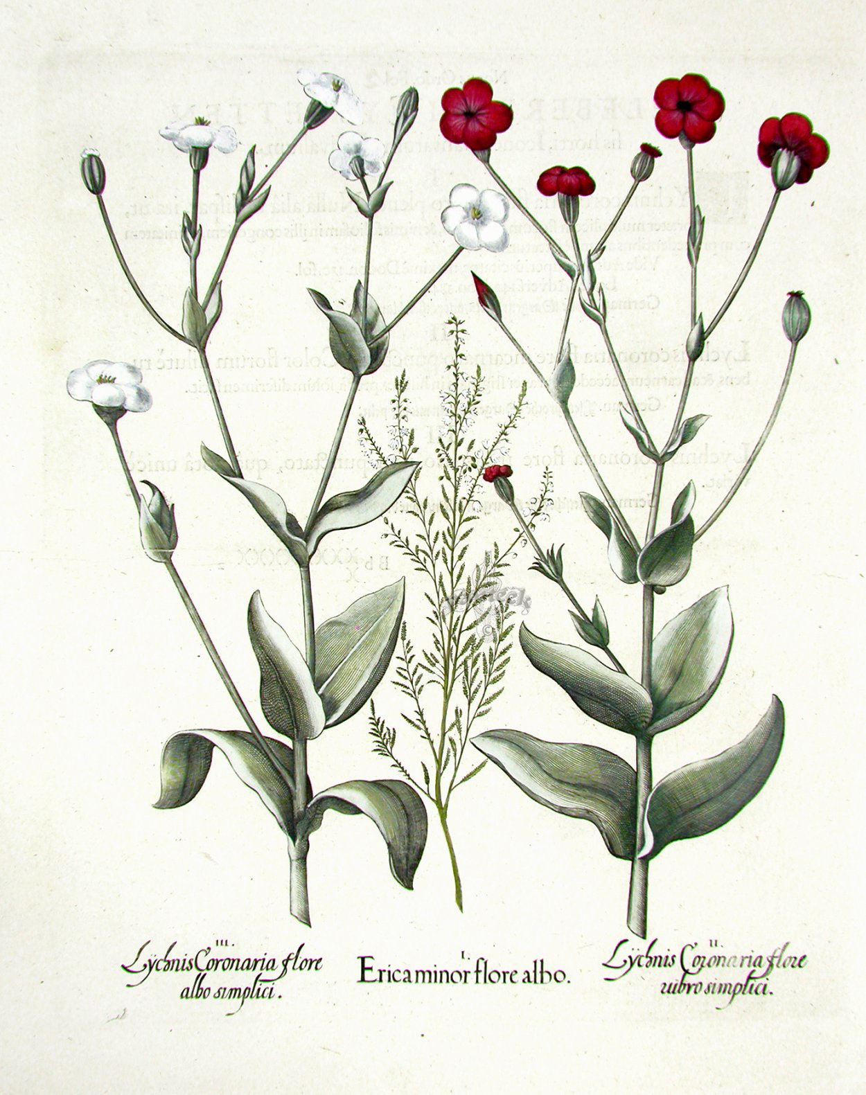 Ботанические растения рисунки и названия