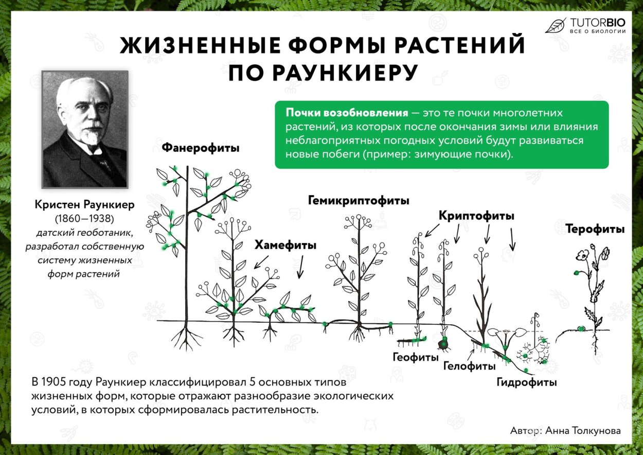 Жизненные формы растений (по к. Раункиеру, 1907):