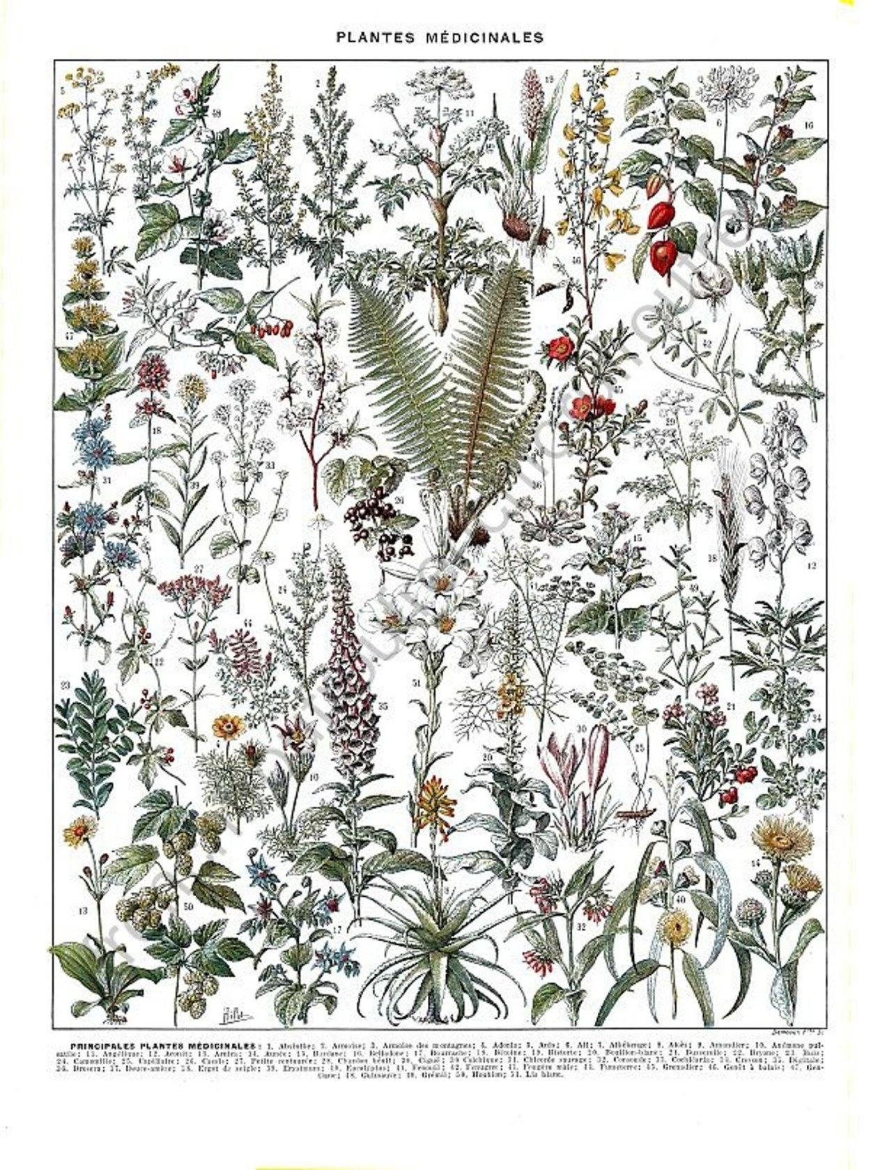 Зарисовки мелких растений