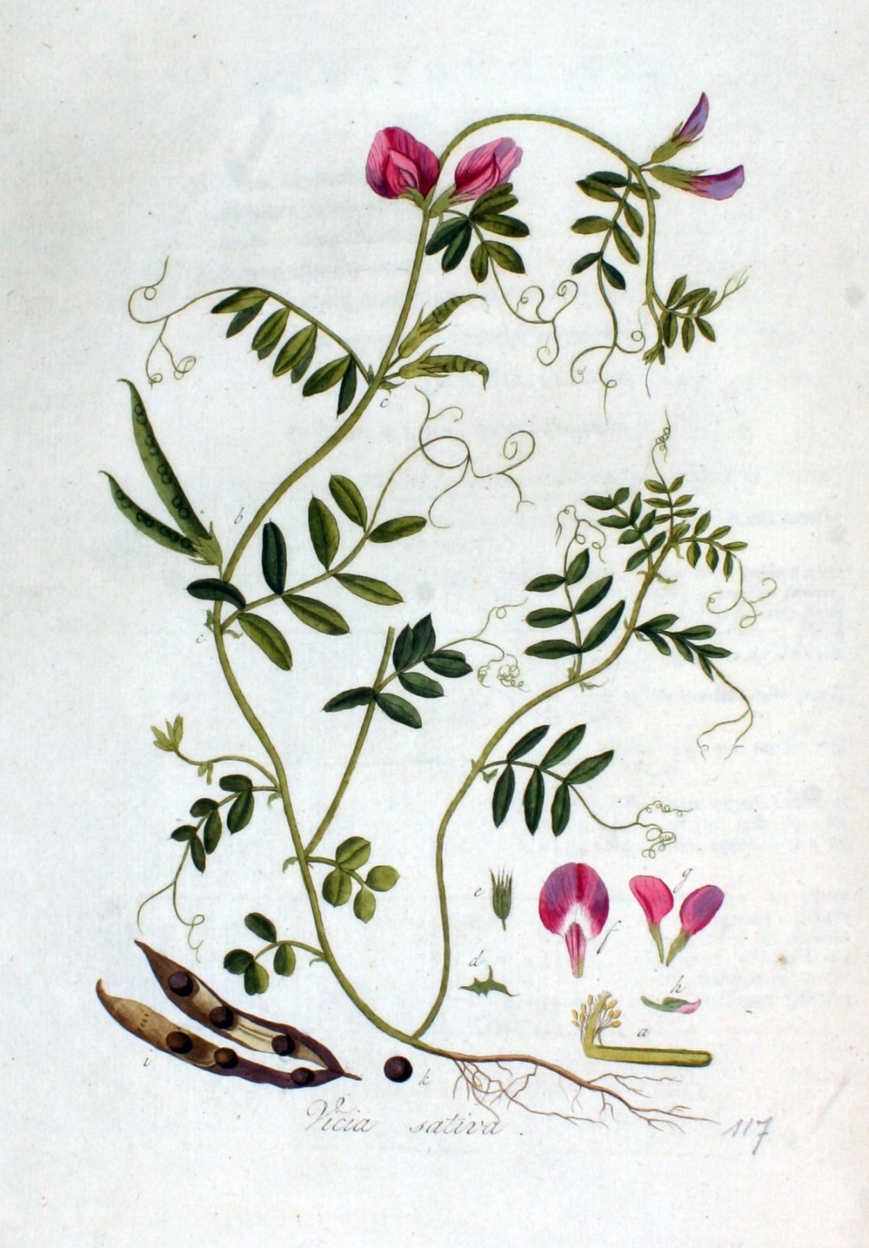 Ботанический гербарий